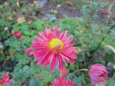 Chrysantheme_121026.jpg
