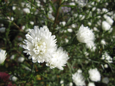 Weie_Aster_121026.jpg