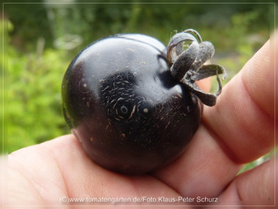 2012_Indigo_Rose_Fruit1.jpg