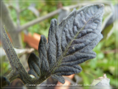 2012_Indigo_Rose_Leaf.jpg