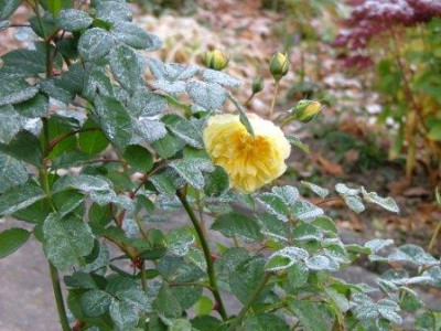 The_Pilgrim_gefroren_2012_10_28_.JPG