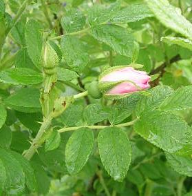 Rose_Schneeeule_Knospe_2.jpg