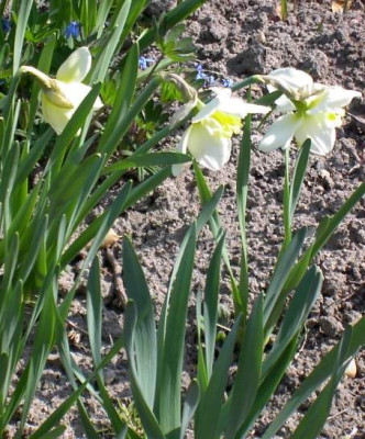 20040402_narcissus_02.jpg