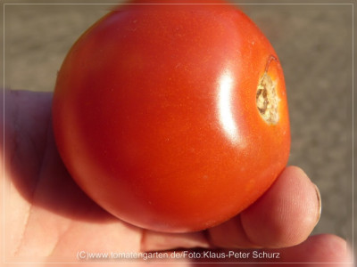 2012_Jordanische_Fleischtomate_Fruit2.jpg
