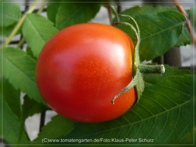 2012_Jordanische_Fleischtomate_Fruit1.jpg