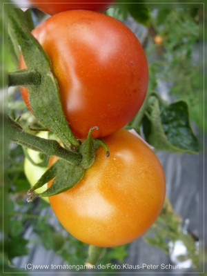 2012_Jordanische_Fleischtomate_Fruit.jpg