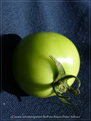 2012_Jordanische_Fleischtomate_Fruit_Green.jpg