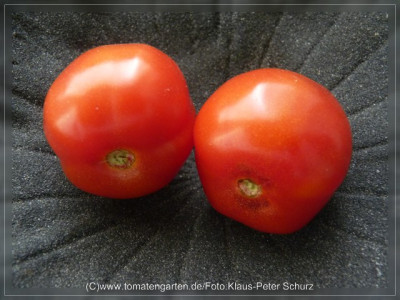 2012_Lecase_di_Apulia_Fruit1.jpg