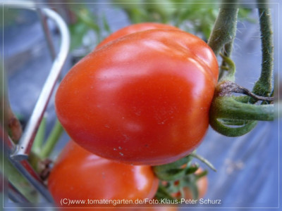 2012_Lecase_di_Apulia_Fruit4.jpg