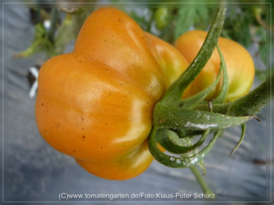2012_Liberty_Bell_Fruit1.jpg
