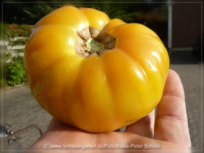 2012_Marizol_Gold_Fruit1.jpg