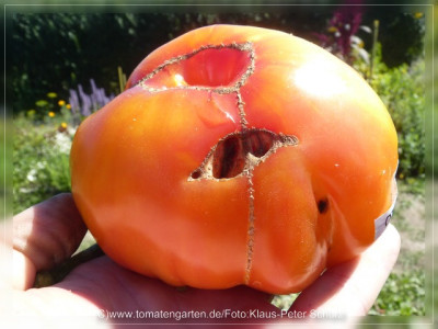 2012_Marvel_Striped_Fruit1.jpg