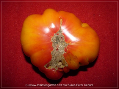 2012_Reginas_Yellow_Fruit2.jpg