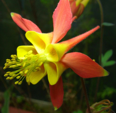 Aquilegia_skinneri.jpg