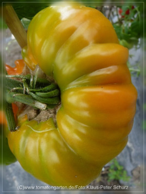 2012_Reginas_Yellow_Fruit5.jpg