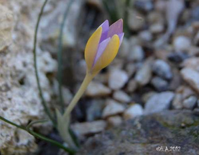 Crocus_cambessedesii_kl_12-10-29.jpg