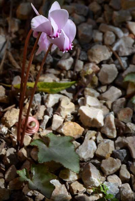 C.hederifolium_crassifolium_12-10-29.jpg