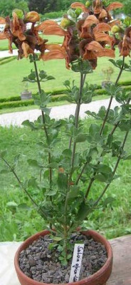 salvia_africa_lutea_1.jpg