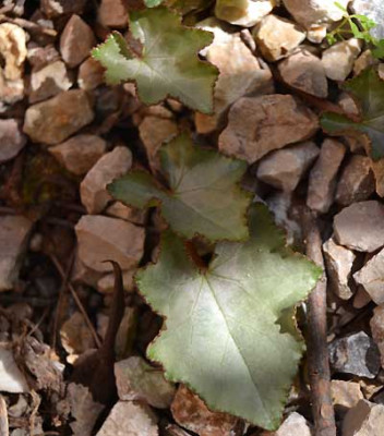 C.hederifolium_crassifolium_laub_12-10-29.jpg
