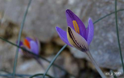Crocus_cambessedesii_4_12-10-29.jpg