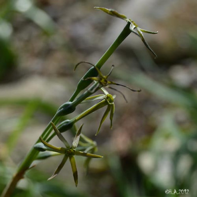 N.viridiflorus_12-10-29_.jpg