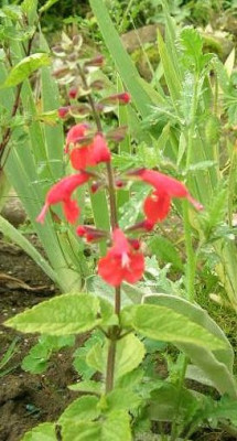 Salvia_v.Asarina_-_teneriffa_1.jpg