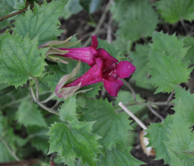 Rotes_Loewenmaeulchen_12__3911.jpg