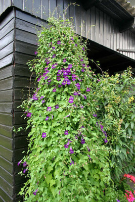 Kletterndes_Lowenmaulchen1509b.jpg