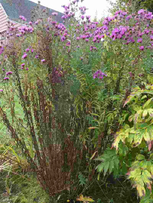 Aster_n.-a._Barrs_Blue_P10601431.jpg