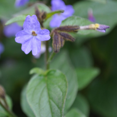 Blaue_Bluete_12__4037.jpg