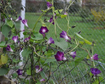 Prunkwinde_12__4043.jpg