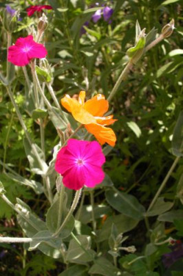 Lychnis_Meconopsis.jpg