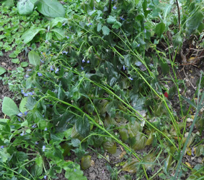 Browallia_speciosa_12__4102.jpg