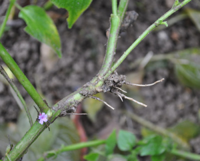 Browallia_speciosa_12__4104.jpg