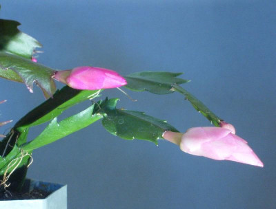 Schlumbergera_Knospen_10-2012_900x900_80KB.jpg