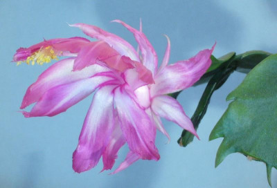 Schlumbergera_orssichiana_D_900x900_80KB.jpg