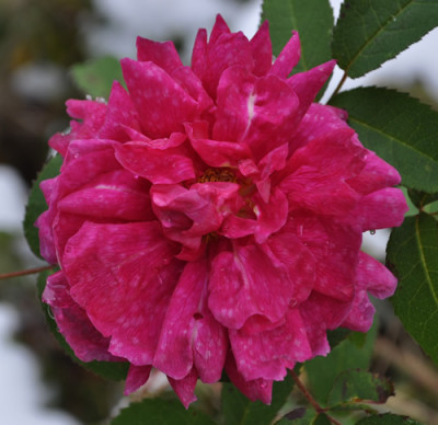 Marbree_12___4089.jpg