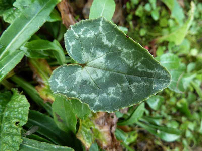Cyclamen_hederifolium_P10601991.jpg