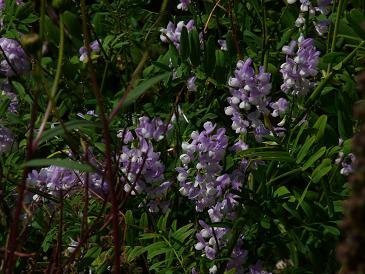 platt-wicke.JPG