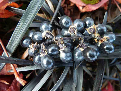 Ophiopogon_planiscapus_Nigrescens_P10602021.jpg