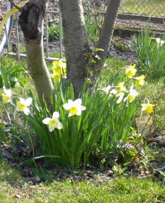 20040402_narcissus_01.jpg