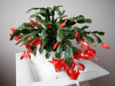 Weihnachtskaktus2.jpg