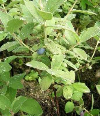 Lonicera_camtschatica__1.jpg