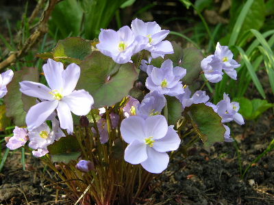 jeffersonia_dubia_-_g.JPG