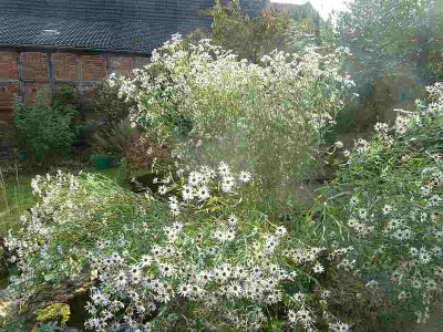 Boltonia_asteroides_Snowbank_P10601981.jpg