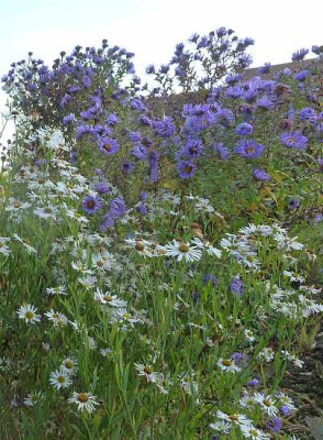 Boltonia_vor_Aster_Barrs_Blue_P10602011.jpg