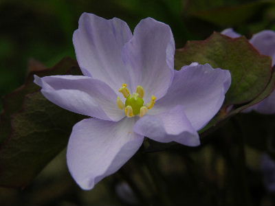 jeffersonia_dubia_-_bl.JPG