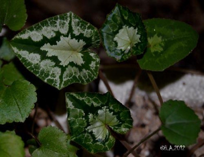 C.hederifolium_12-11-01.jpg
