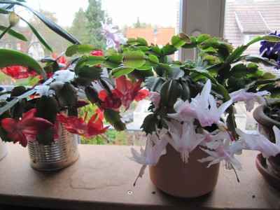 Schlumbergeras_1211102.jpg
