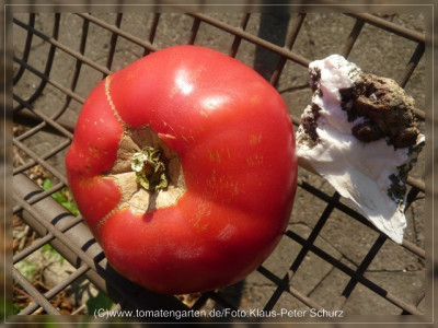 2012_Morao_Fruit1.jpg